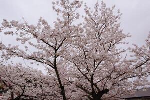 grenar av körsbär blomma träd i full blomma i japan under vår japansk sakura foto