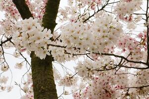 stänga upp av körsbär blomma i full blomma i japan under vår japansk sakura foto