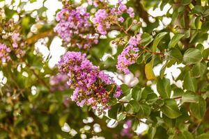 blomning powhatan lagerstroemia detalj foto