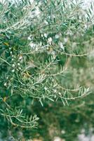 grön oliver växa på grenar i en lund foto
