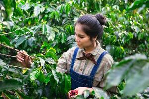 jordbrukare skörd kaffe i kaffe plantager i thailand Chiang Mai foto