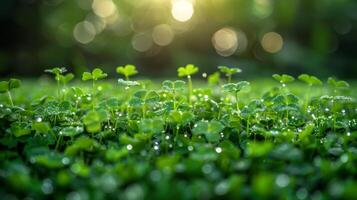 frodig grön klöver fält med gnistrande daggdroppar, badade i mjuk morgon- solljus. idealisk bakgrund för vår och st. Patricks dag teman. foto