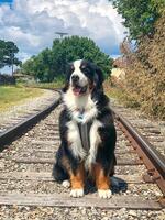 Berner berg hund på tåg spår foto