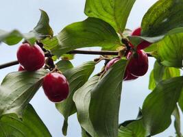 kornel. dogwood bär på en gren. mogen röd dogwood bär foto