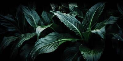 löv av spathiphyllum cannifolium abstrakt grön mörk textur natur bakgrund tropisk blad dekorativ bakgrund scen foto