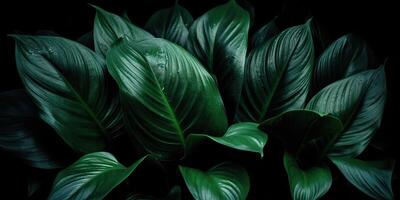 löv av spathiphyllum cannifolium abstrakt grön mörk textur natur bakgrund tropisk blad dekorativ bakgrund scen foto