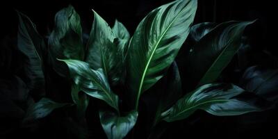 löv av spathiphyllum cannifolium abstrakt grön mörk textur natur bakgrund tropisk blad dekorativ bakgrund scen foto