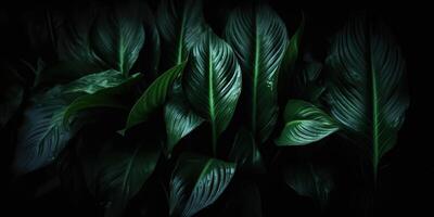 löv av spathiphyllum cannifolium abstrakt grön mörk textur natur bakgrund tropisk blad dekorativ bakgrund scen foto