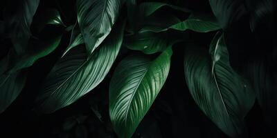 löv av spathiphyllum cannifolium abstrakt grön mörk textur natur bakgrund tropisk blad dekorativ bakgrund scen foto