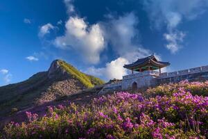 vår se av rosa azalea blommor på hwangmaesan berg med de bakgrund av solljus berg räckvidd nära hapcheon-gun, söder korea. foto