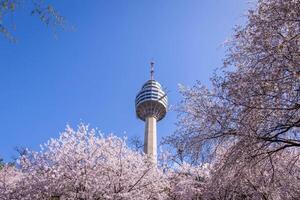 körsbär blommar blomning i vår på e-världen 83 torn en populär turist destination. i daegu, söder korea. foto