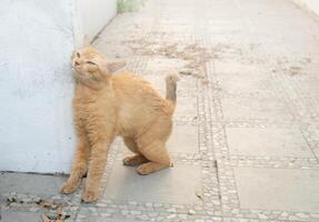 ingefära katt gnuggning mot en vägg på trottoar foto