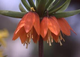 en stänga upp av en blomma med orange kronblad foto
