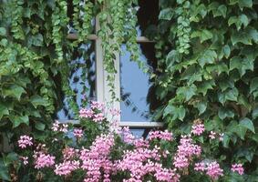 en fönster med rosa blommor i främre av den foto