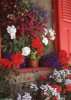 en röd fönster med blommor i kastruller foto