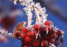 röd bär på en gren täckt i frost foto