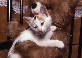 en kattunge är varelse hölls förbi en teddy Björn foto