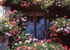 en fönster med blommor hängande från den foto