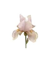 iris germanica anbud ljus rosa beige trädgård blomma med knopp och stam selektiv fokus närbild, Skära ut med klippning väg objekt, blommig element av design, dekor foto