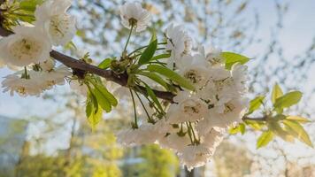vibrerande vit körsbär blommar mot en mjuk fokus bakgrund i vår, idealisk för hanami festival och miljö- begrepp foto