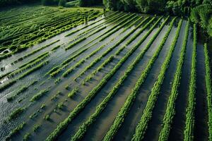 topp se av en översvämmad jordbruks fält, rader av gröda nedsänkt under regnvatten, en förödande syn foto