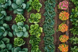 över huvudet skott av en färgrik vegetabiliska trädgård, rader av grönt och rot grönsaker foto