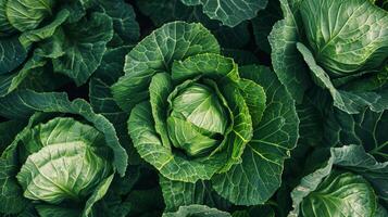 rader av färsk, organisk grön kål i de fält, symboliserar friska äter och hållbarhet, idealisk för vegetarian och bruka till tabell begrepp foto