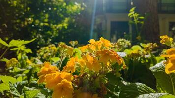 ljus gul blommor i solljus med en suddig trädgård bakgrund, idealisk för vår tema mönster och trädgårdsarbete begrepp foto