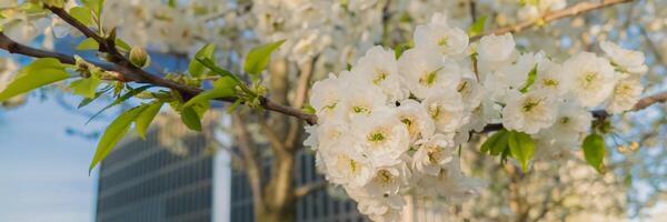 stänga upp av vibrerande vit körsbär blommar i full blomma mot en bakgrund av urban arkitektur, betecknande springtime och förnyelse, idealisk för hanami och jord dag teman foto