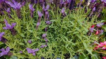 vibrerande lavendel- och grön lövverk stänga upp, idealisk för vår trädgårdsarbete artiklar och mödrar dag blommig bakgrunder foto