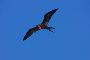 flygande fregattfågel, ecuador foto