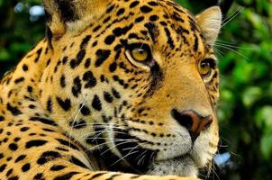 vuxen jaguar, ecuador foto