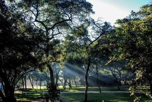 solstrålar i skogen foto