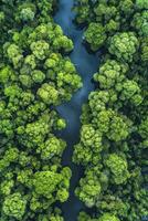 Drönare se av mangrove skog fångande co2 för kol neutralitet och netto noll utsläpp begrepp foto