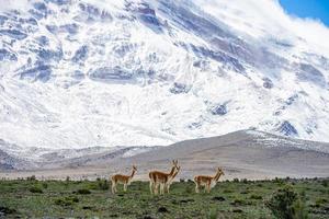 chimborazo vulkan, ecuador foto