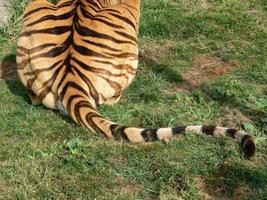 ryggen och svansen på en tiger foto