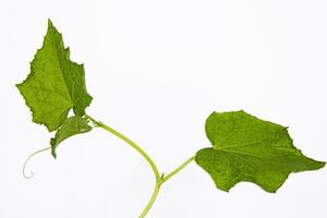 stänga upp av ung grön gurka gren med stam, löv, och rankor, isolerat på vit bakgrund. färsk organisk squash vegetabiliska växt växande i de växthus. kopia Plats foto