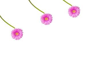 rad av tre skön pastell rosa gerber blomma isolerat på de vit bakgrund. minimalistisk och enkel estetisk Semester firande begrepp. Semester hälsning kort design. sida se. kopia Plats. foto