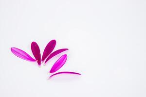 fallen kronblad av ringblomma blommor isolerat på vit bakgrund. calendula lober. varm rosa, gul lober av afrikansk daisy gerbera blomma. enkel, minimalistisk design. selektiv fokus. kopia Plats foto