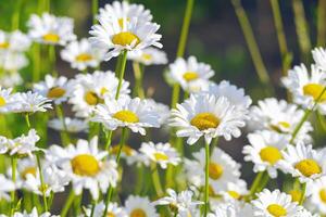 vild daisy blommor växande på äng, vit chamomiles på grön gräs bakgrund. foto