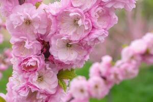 sakura, rosa körsbär blomma träd gren stänga upp i trädgård. vår bakgrund. foto