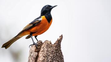 levande orange mage fågel uppflugen på träd stubbe foto