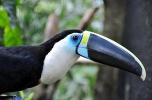 en tukan amazonia, ecuador foto