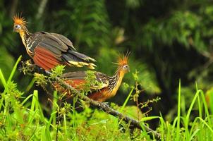 hoatzinfågel från amazon, ecuador foto