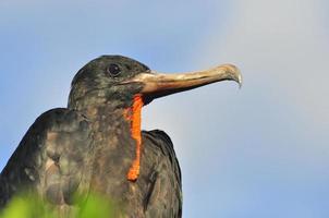 fregattfågel, galapagos, ecuador foto