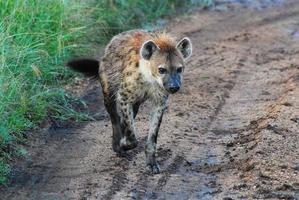 en ensam hyena foto