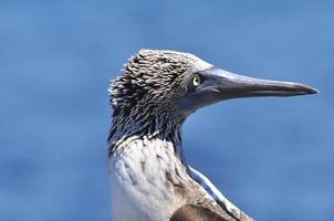 blåfotad booby foto