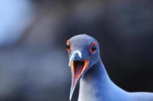 fågel på galapagosön san cristobal foto