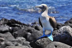 blåfotad booby foto