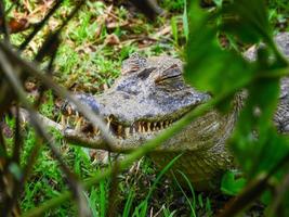 en kajman på stranden av en lagun, amazonia, ecuador foto